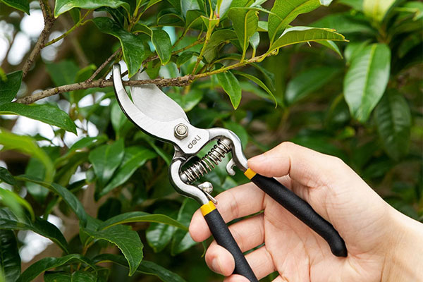 Kéo cắt cành được xem là dụng cụ hàng đầu cho các dân chơi cây