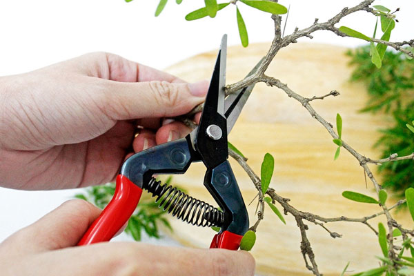 Lựa chọn kéo cắt cành phù hợp với loại cây muốn cắt tỉa Lựa chọn kéo cắt cành phù hợp với loại cây muốn cắt tỉa