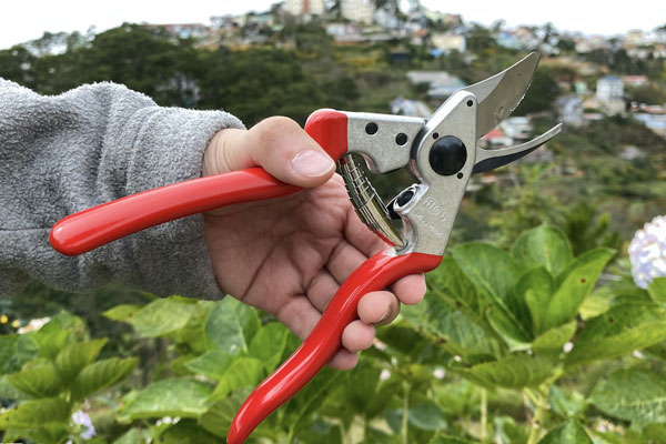 Kéo cắt cành bonsai được sử dụng phổ biến hiện nay