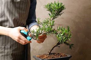 Kéo cắt cành bonsai với nhiều mẫu mã, kích thước khác nhau phù hợp cho từng loại cây