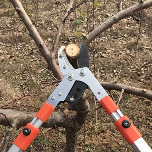 Với kích thước lớn nên việc sử dụng cho cây bonsai không thuận tiện