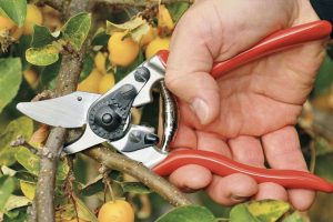 Hầu hết kéo cắt cành cầm tay phù hợp với những người thuận tay phải