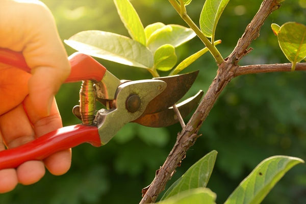 Lựa chọn kéo cắt cành Nhật phù hợp với những cây muốn cắt tỉa