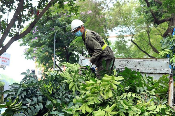 Nên trang bị đồ bảo hộ đầy đủ trước khi cắt tỉa cành cây Nên trang bị đồ bảo hộ đầy đủ trước khi cắt tỉa cành cây
