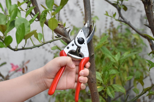 Kéo cắt cành truyền thống luôn là lựa chọn hàng đầu cho việc cắt tỉa cây cảnh Kéo cắt cành truyền thống luôn là lựa chọn hàng đầu cho việc cắt tỉa cây cảnh