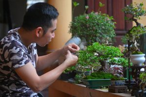 Kéo cắt cành cầm tay phù hợp với hầu hết các kiểu cây bonsai
