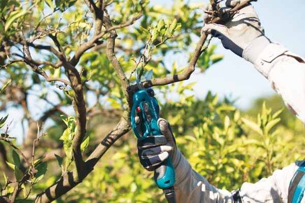 Dễ dàng cắt những cành có kích thước lớn