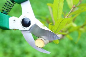 Đảm bảo lưỡi kéo luôn sắc bén để không bị dập cành khi cắt