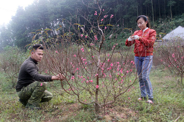 Loại bỏ những cành giá yêu và gây mất thẩm mỹ cho cây
