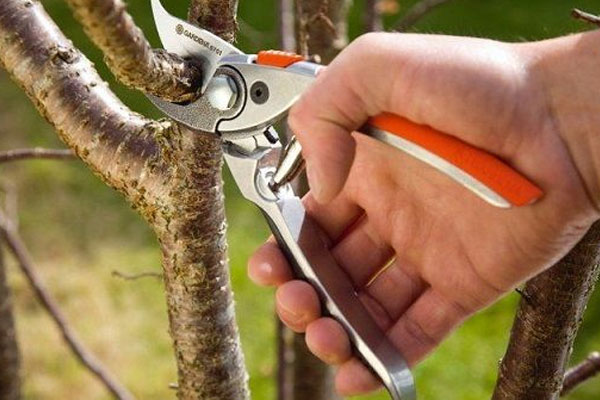 Lựa chọn kéo phù hợp với loại cây, loại cành khi cắt
