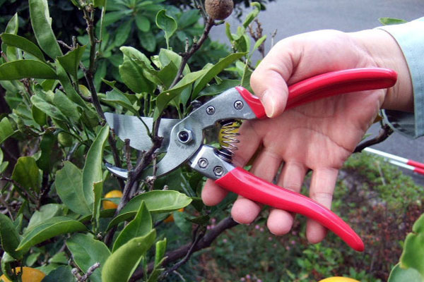 Lựa chọn loại cành phù hợp với thông số kỹ thuật của kéo