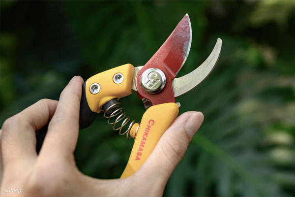 Nên vệ sinh lưỡi kéo sau khi sử dụng Nên vệ sinh lưỡi kéo sau khi sử dụng