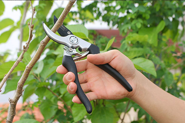 Không nên cắt những cành lớn quá thông số cho phép của kéo Không nên cắt những cành lớn quá thông số cho phép của kéo