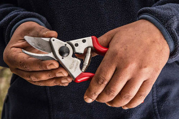 Nên thực hiện bảo dưỡng kéo cắt cành định kỳ