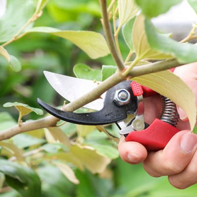 Kéo cắt cành Chikamasa PS-20R