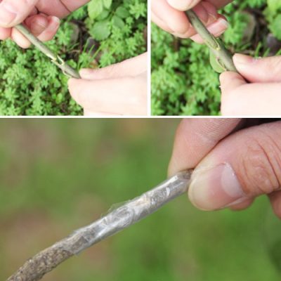 Kéo ghép cành vỉ nhựa
