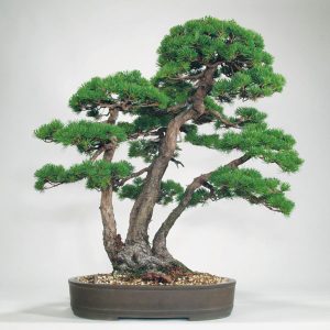 Cây cành thế tam đa