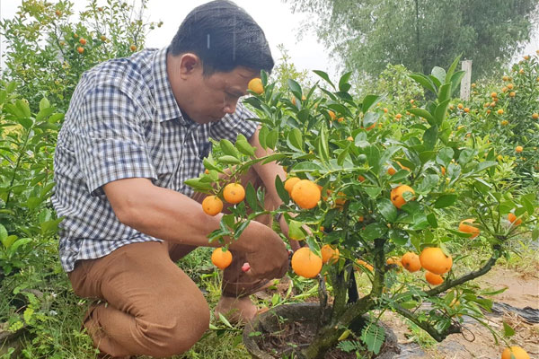 Sau Tết là thời điểm lý tưởng để cắt tỉa cành quất