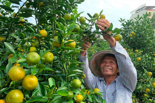 Luôn theo dõi và loại bỏ những cành phát triển không hợp lý