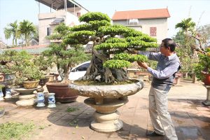 Loại bỏ những cành sâu hoặc khô héo