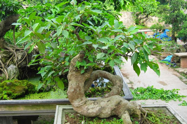 Khi lá phát triển quá dày và nhiều là thời điểm thích hợp để cắt tỉa Khi lá phát triển quá dày và nhiều là thời điểm thích hợp để cắt tỉa