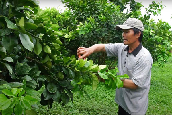 Việc cắt cành bưởi đúng thời điểm giúp cây phát triển mạnh mẽ