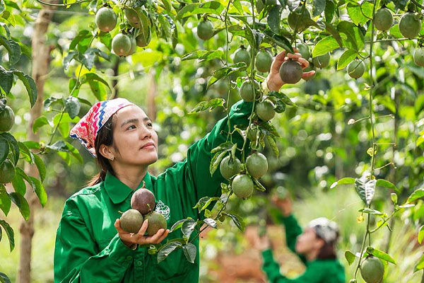 Việc cắt tỉa cành giúp cây phát triển tốt nhất