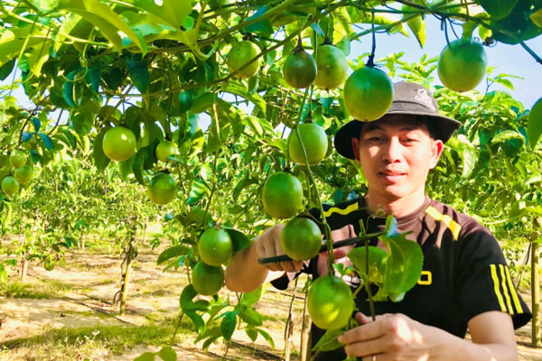 Loại bỏ những cành không cần thiết Loại bỏ những cành không cần thiết