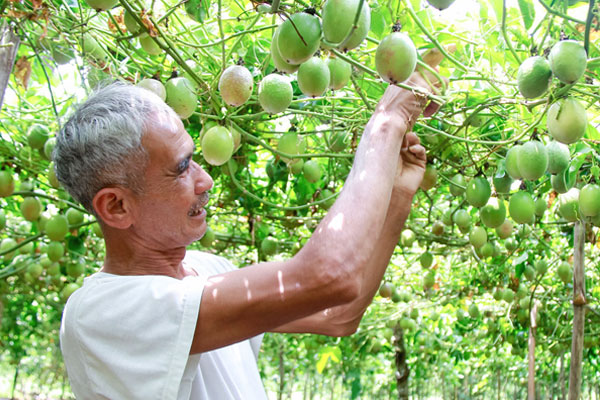 Đánh giá tình trạng của cây để đưa ra phương án phù hợp Đánh giá tình trạng của cây để đưa ra phương án phù hợp