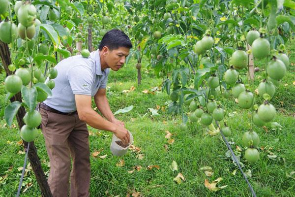 Bón phân và tưới nước đầy đủ cho cây sau khi cắt Bón phân và tưới nước đầy đủ cho cây sau khi cắt