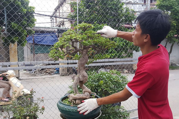 Định hình và tạo dạng cho cây Định hình và tạo dạng cho cây