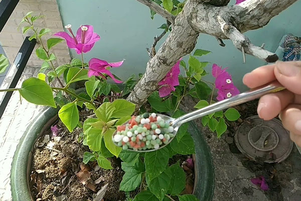 Bón phân và tưới nước đầy đủ cho cây Bón phân và tưới nước đầy đủ cho cây