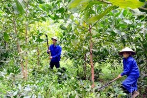 Việc loại bỏ những cành dưới giúp cây phát triển nhanh hơn