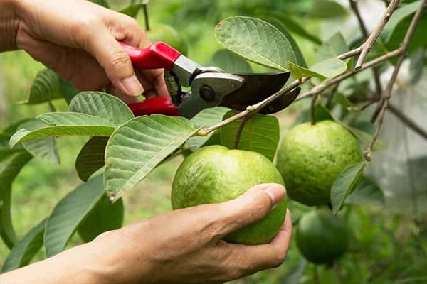 Kéo cắt cành luôn được người làm vườn lựa chọn