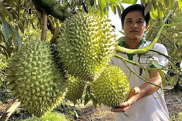 Việt cắt tỉa cành sầu riêng giúp cây ra nhiều quả