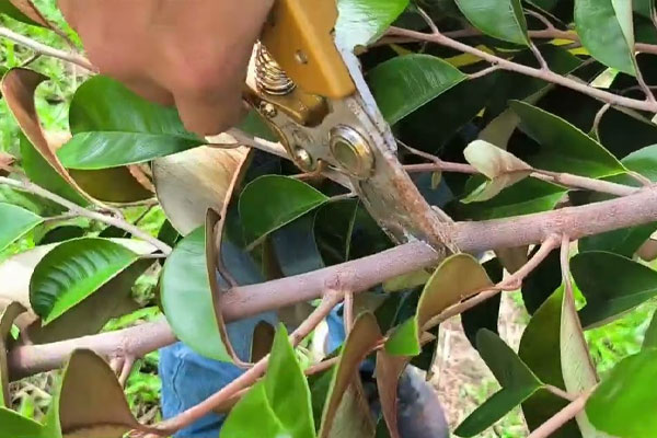 Kéo cắt cành luôn được ưa chuộng khi làm vườn Kéo cắt cành luôn được ưa chuộng khi làm vườn