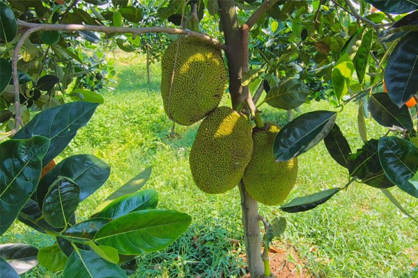 Cây mít là loại cây ăn quả được nhiều người yêu thích Cây mít là loại cây ăn quả được nhiều người yêu thích