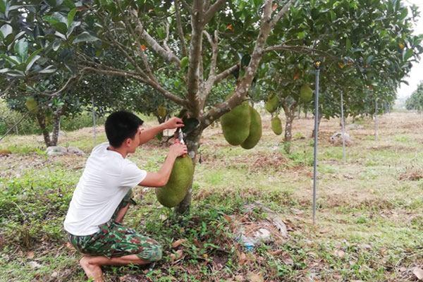 Việc cắt tỉa cành giúp cây phát triển tốt nhất Việc cắt tỉa cành giúp cây phát triển tốt nhất