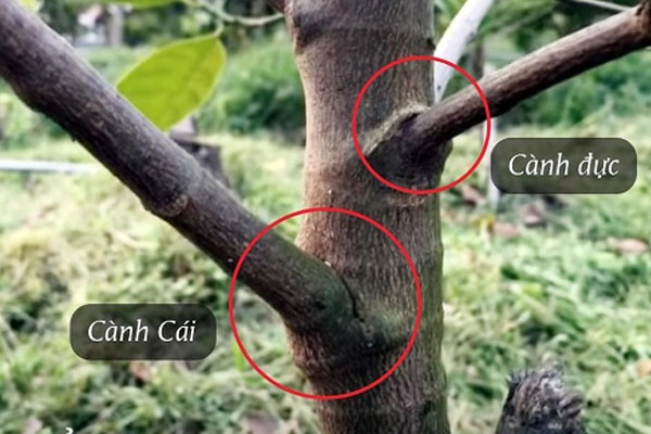 Loại bỏ những cành không cần thiết Loại bỏ những cành không cần thiết