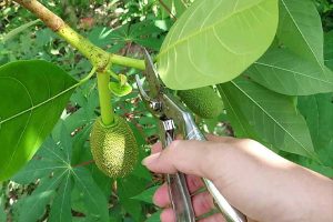 Cắt cành dứt khoát, tránh làm dập cành