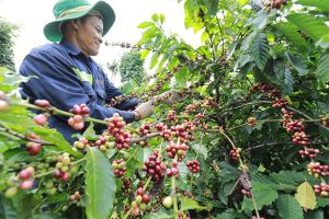 Việc cắt tỉa cành cà phê giúp cây phát triển hiệu quả