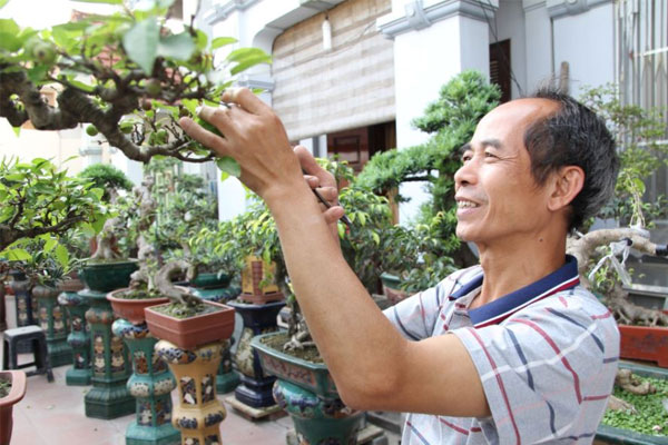 Việc cắt tỉa cây cảnh là công việc yêu thích của dân chơi cây