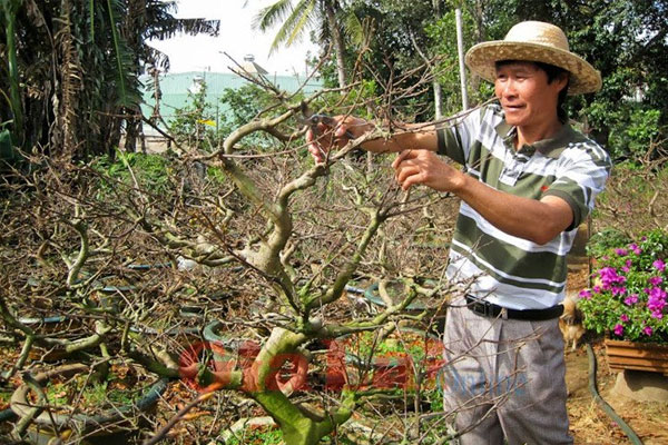 Việc cắt tỉa cây đòi hỏi người cắt phải có kỹ thuật để không ảnh hưởng đến sự phát triển của cây