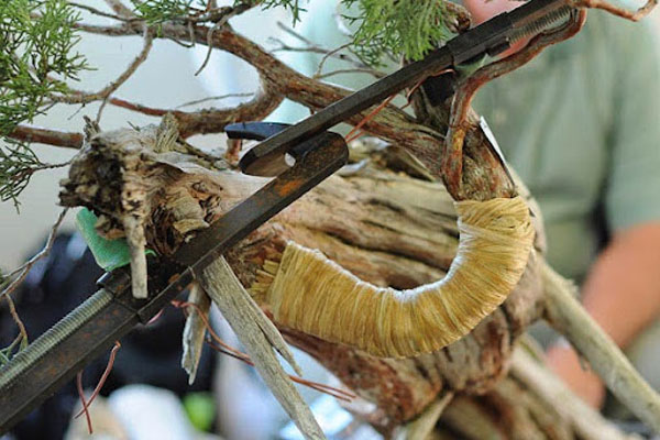 Phương pháp uốn cành bonsai căn bản
