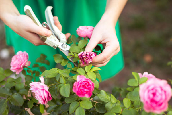 Loại bỏ những đóa hoa tàn, khô héo Loại bỏ những đóa hoa tàn, khô héo