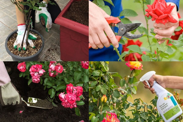 Việc chăm sóc cây hoa sau khi cắt là điều cần thiết Việc chăm sóc cây hoa sau khi cắt là điều cần thiết