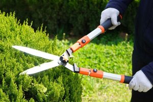 Việc sử dụng kéo cắt cành đơn giản cho người mới bắt đầu