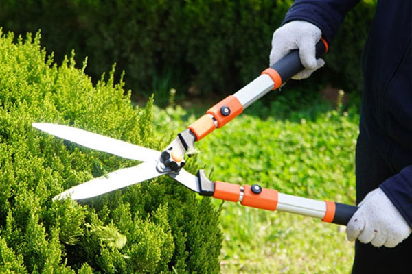 Việc sử dụng kéo cắt cành đơn giản cho người mới bắt đầu