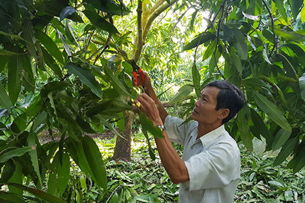 Loại bỏ các cành sâu bệnh có thể gây ảnh hưởng cho cây Loại bỏ các cành sâu bệnh có thể gây ảnh hưởng cho cây