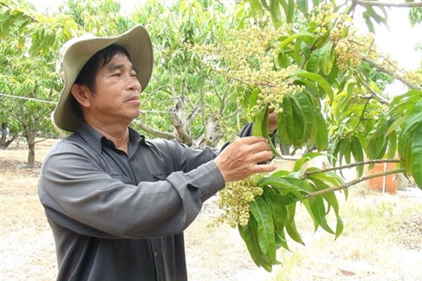 Tỉa bớt cành có chôi non quá dày để không bị gãy cành chính